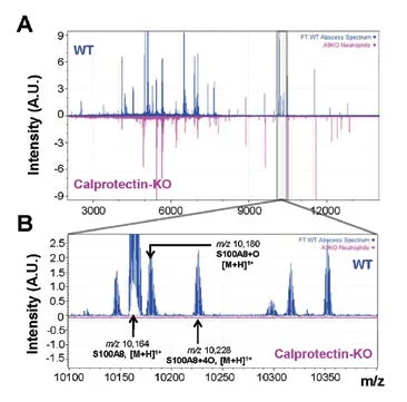 Figure 2. MALDI FTICR IMS of intact proteins from mouse kidney tissue of wild-type (blue), or calprotectin-KO (pink), infected with S. aureus. Images were taken from a lesion where neutrophils accumulate, in positive ion mode.