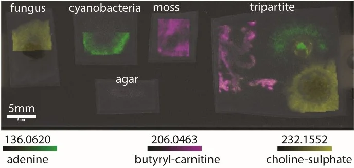 Figure 3. Distribution of some metabolites involved in tripartite communication. Lateral resolution: 200 μm