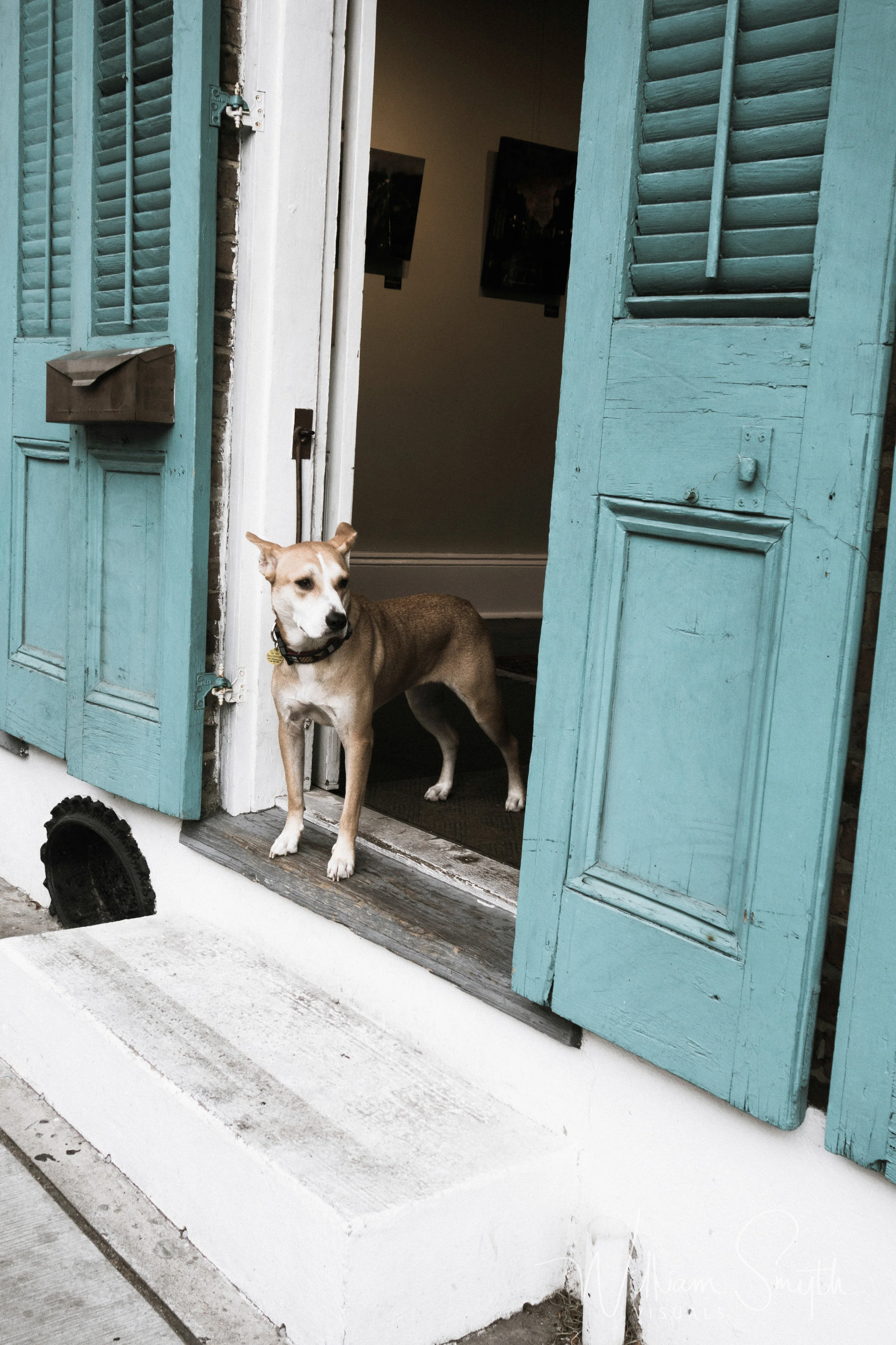 Gallery Dog