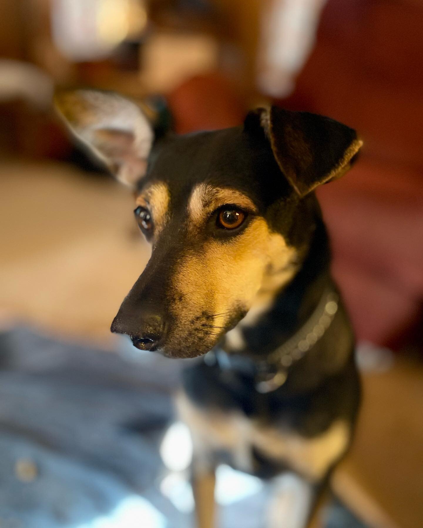 Sasha&rsquo;s Christmas portrait.