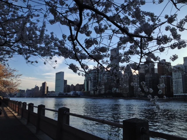 Manhattan & East River Viewed from Roosevelt Island