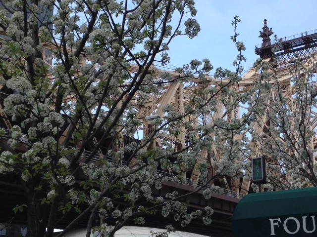 Spring and Queensboro Bridge 