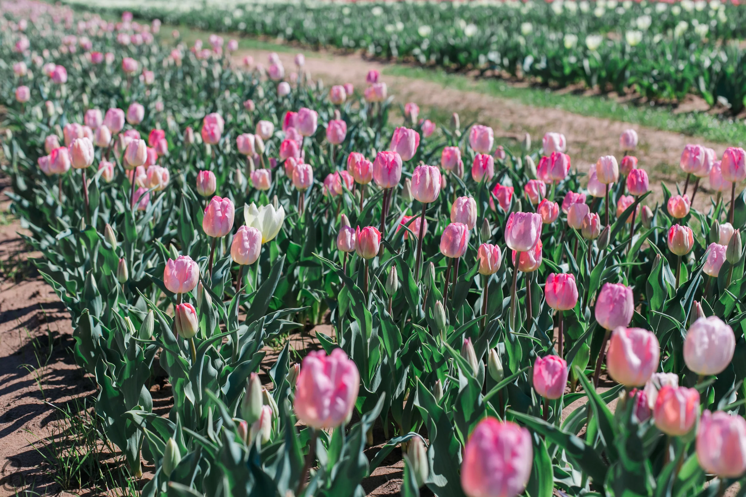 tulips-5.jpg