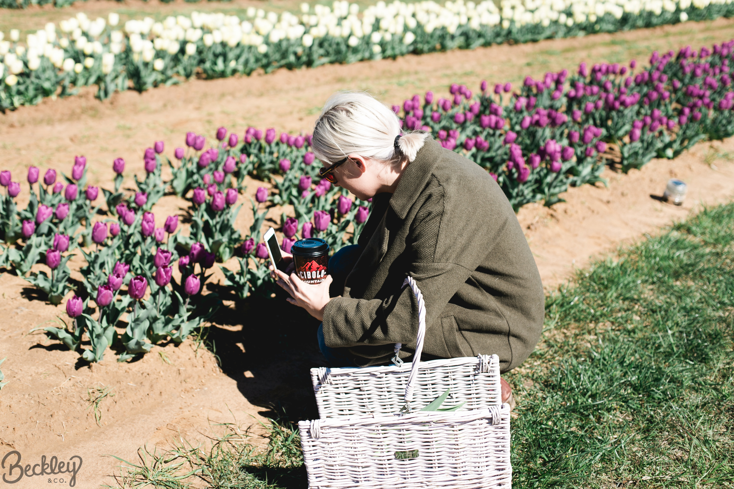 tulips-11.jpg