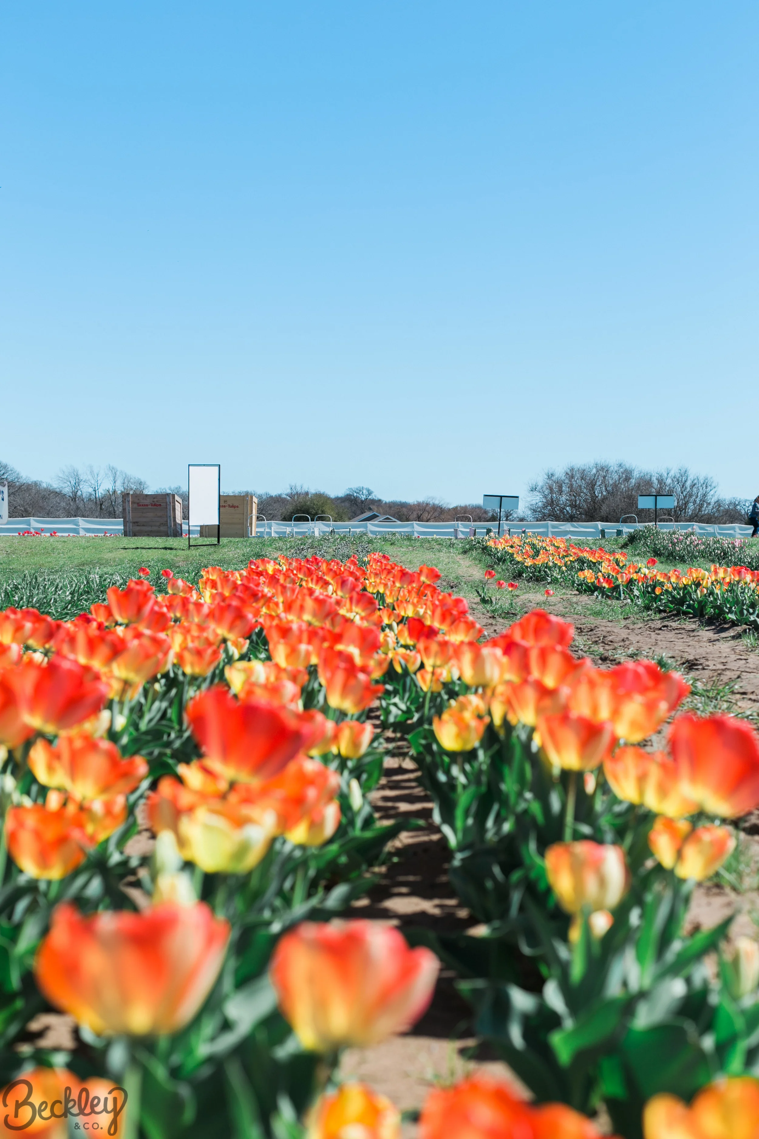 tulips-2.jpg