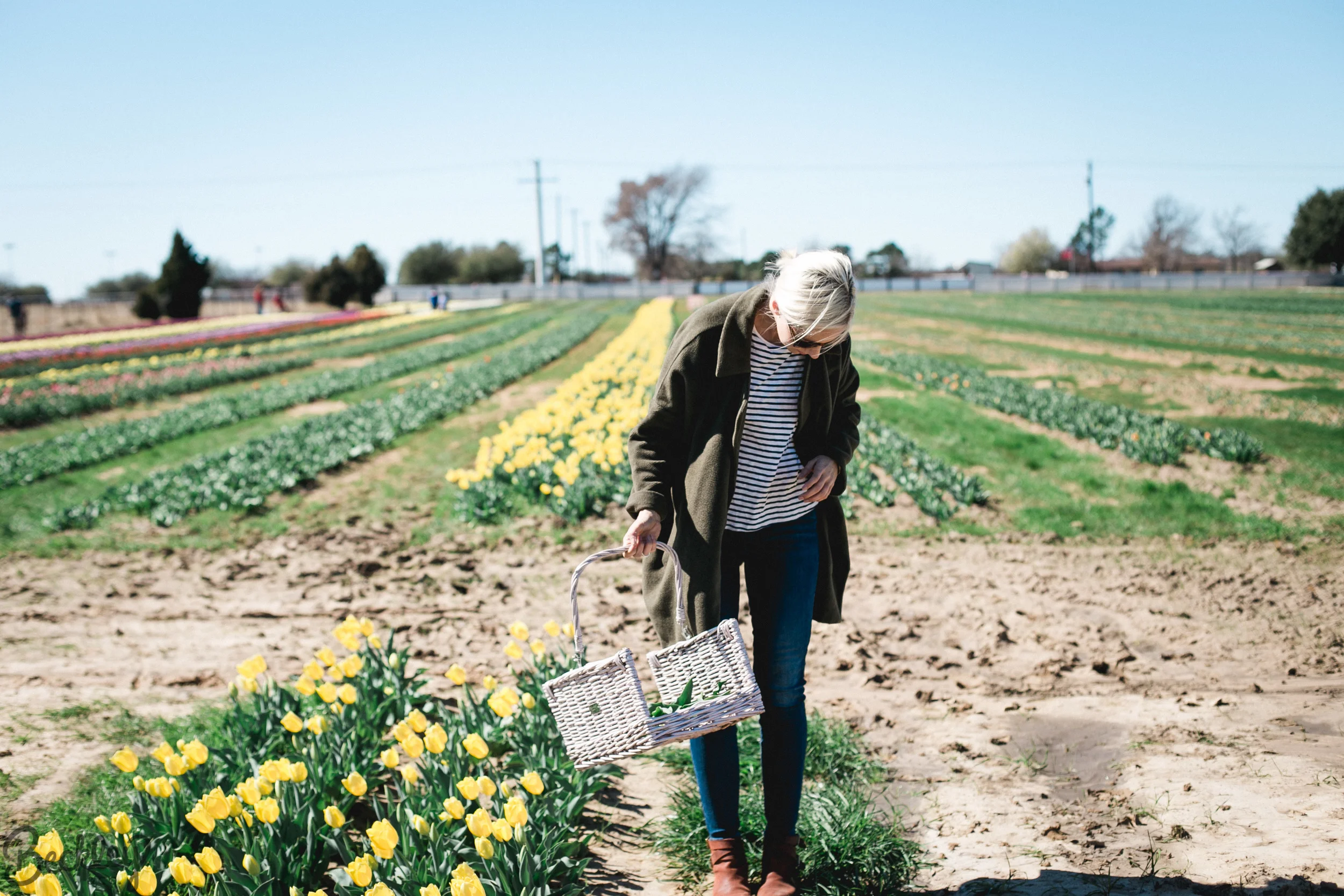 tulips-24.jpg