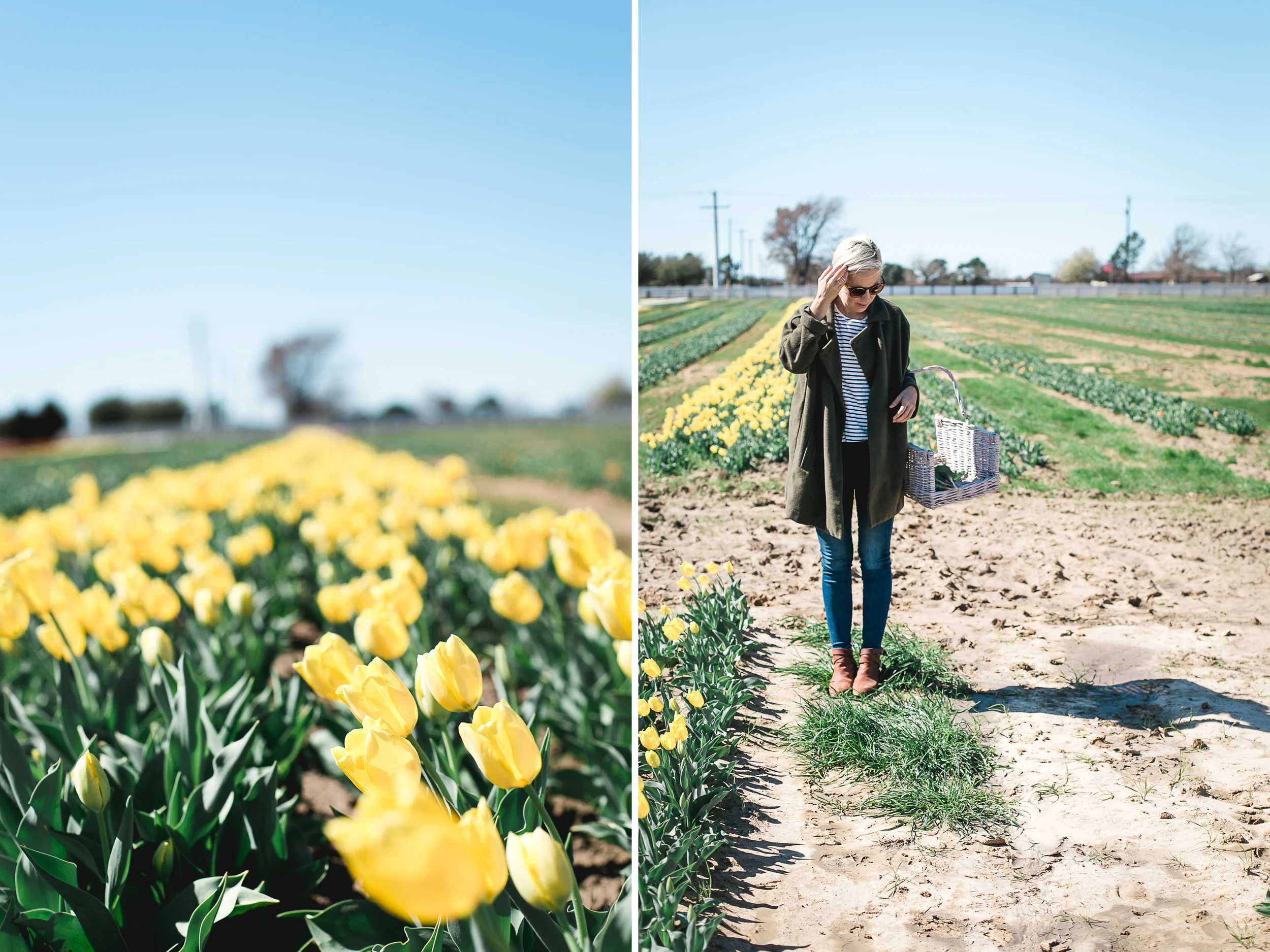 tulips-37.jpg