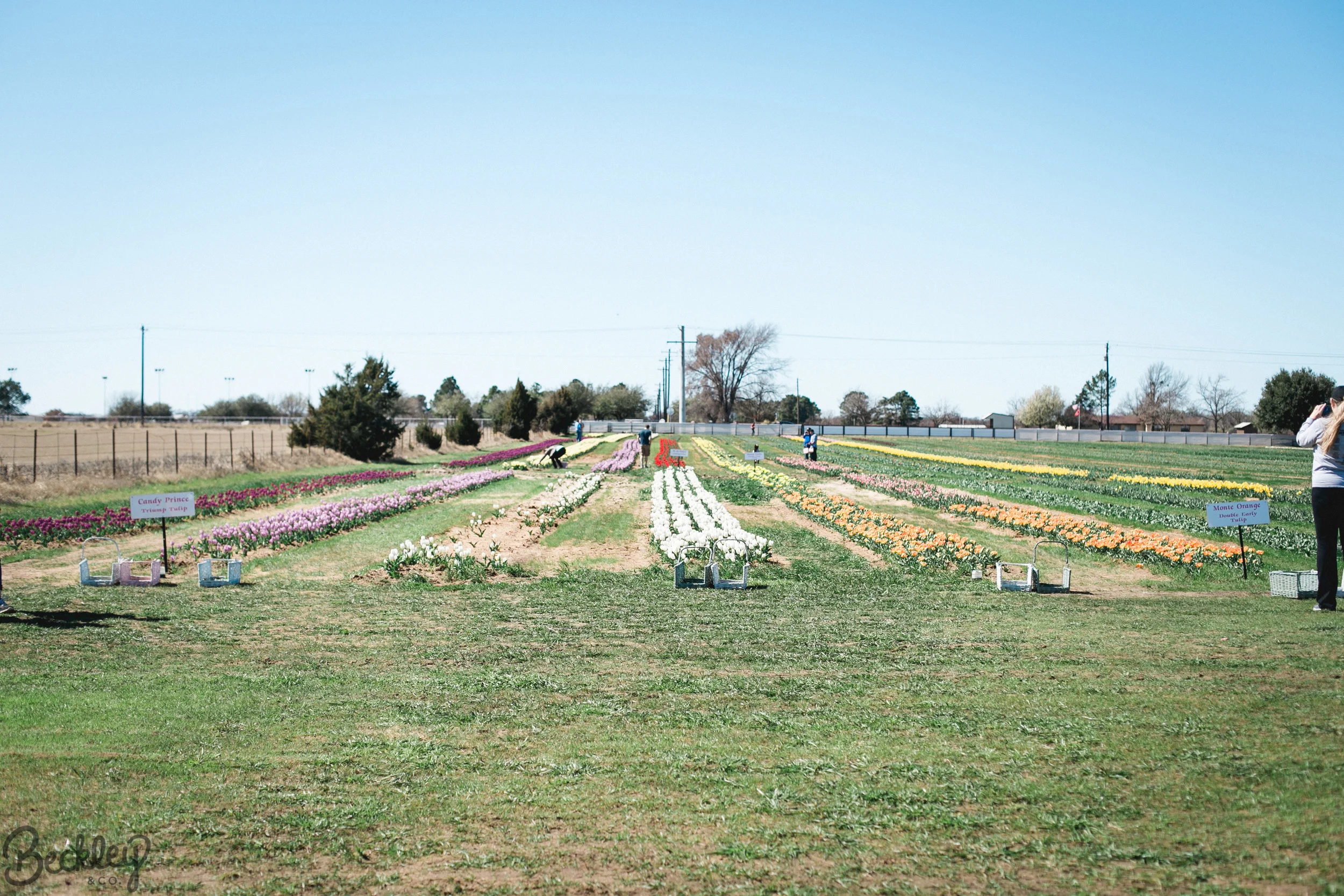 tulips-32.jpg