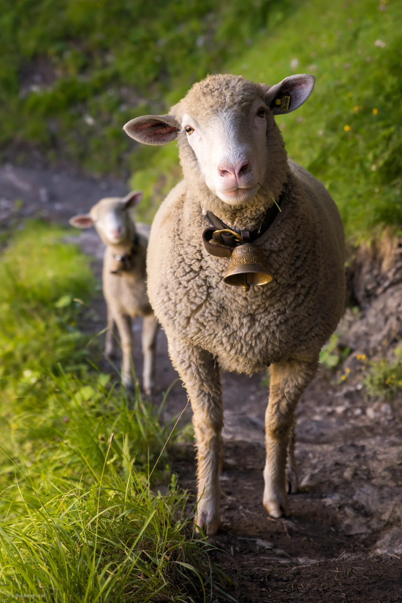 Kandersteg 574-2.JPG