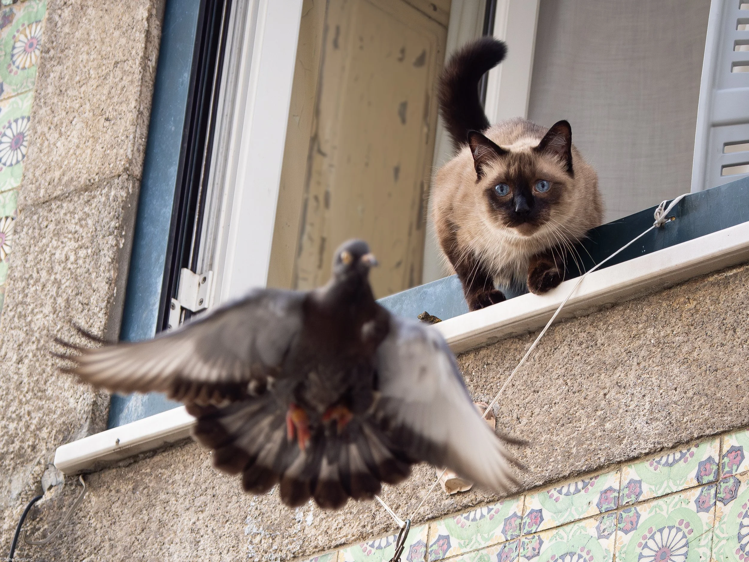 Blue Eyed Hunter