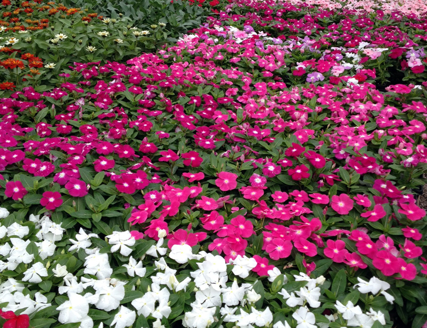 impatiens850