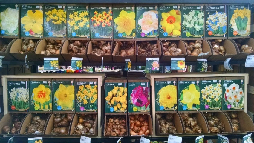 Selection of Spring Bulbs