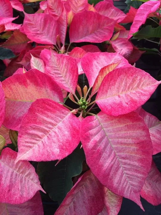 Bright Pink Poinsettia