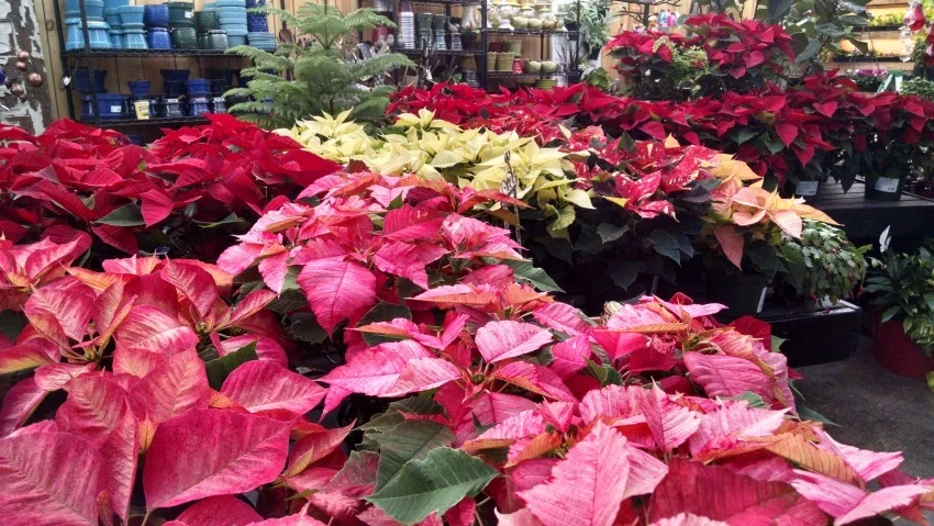 LotsofPoinsettias