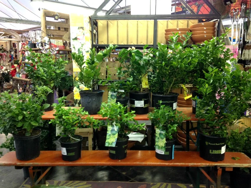 Citrus Plants