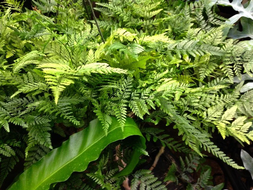 Ferns