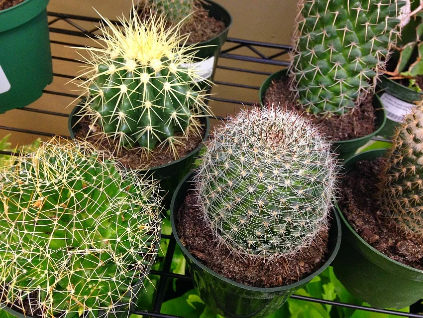 Cacti and Succulents