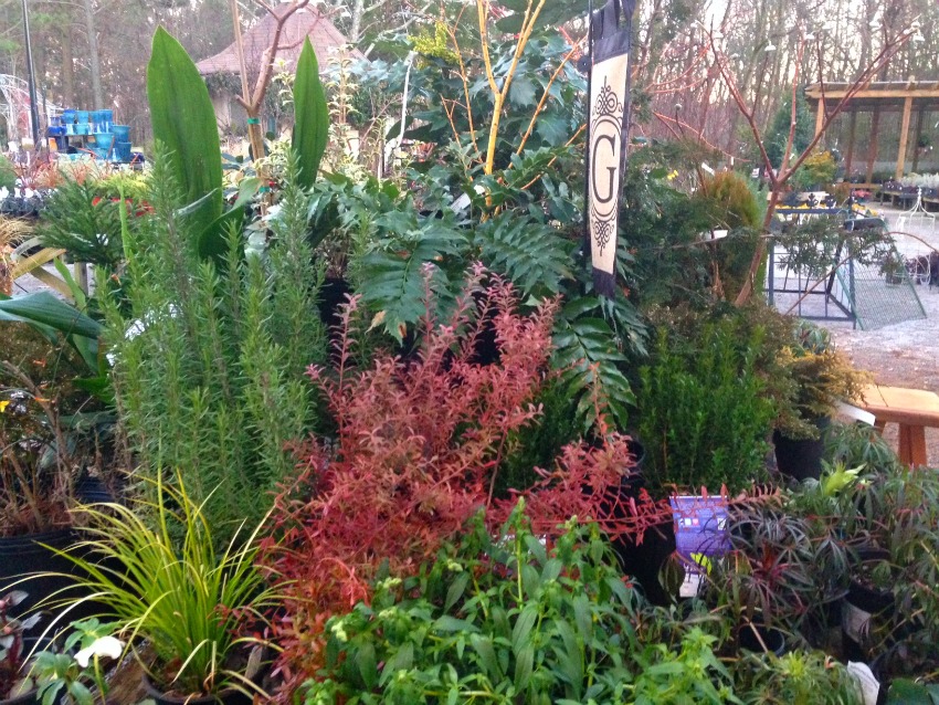 Hardy Winter Perennials
