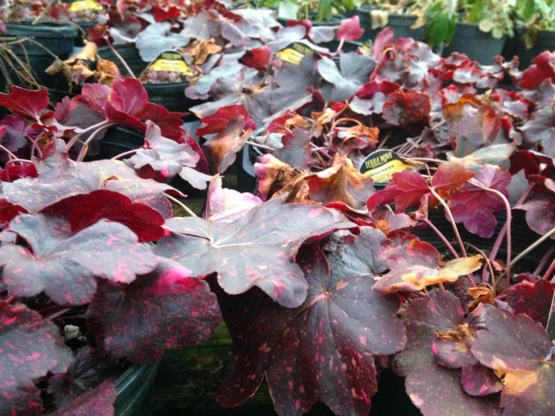 Heucheras