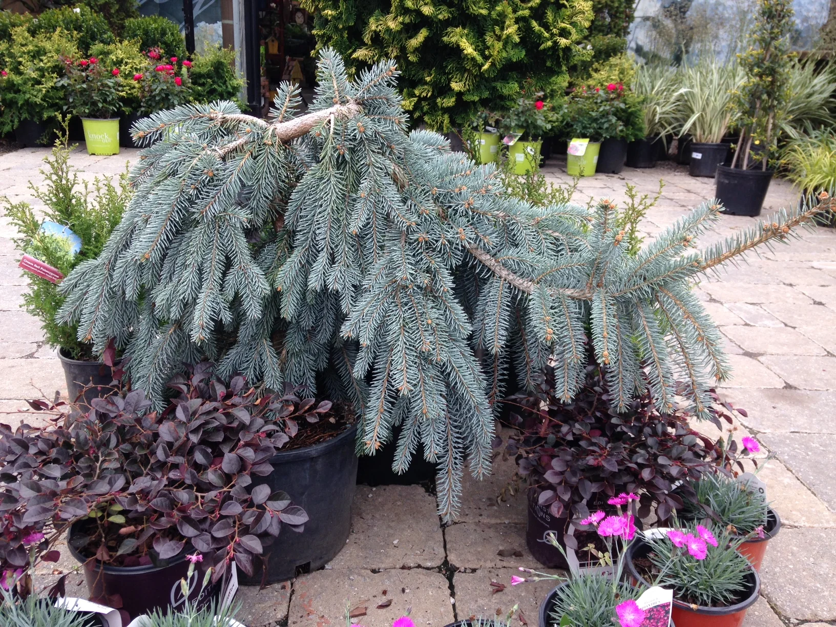 Slenderina Blue Spruce