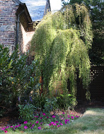 IMG_6475.jpg