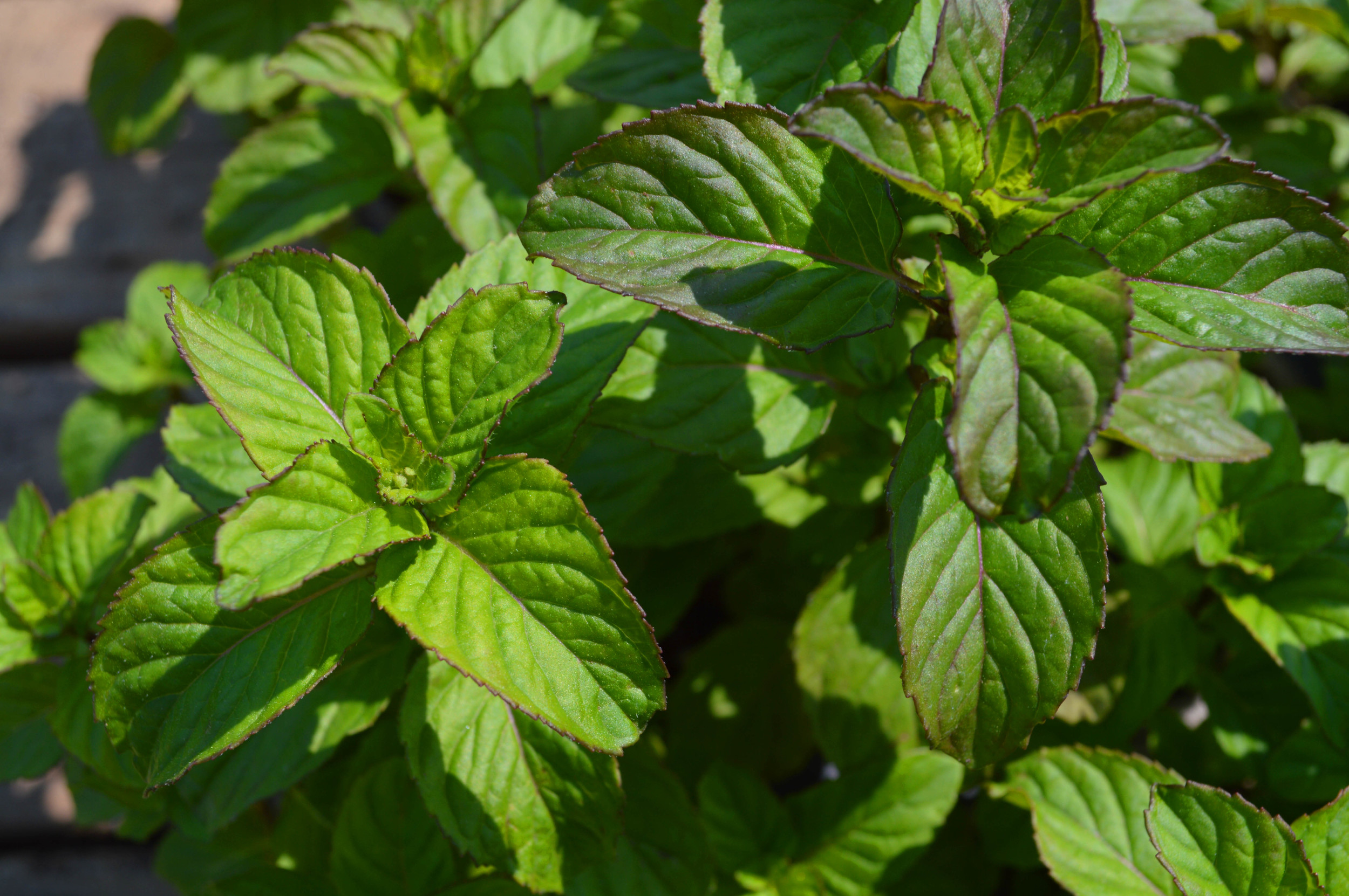 Lemon Balm