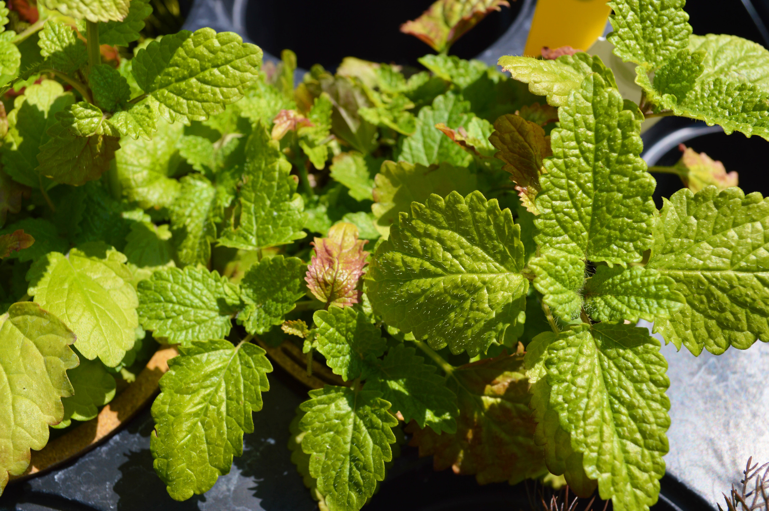 Peppermint