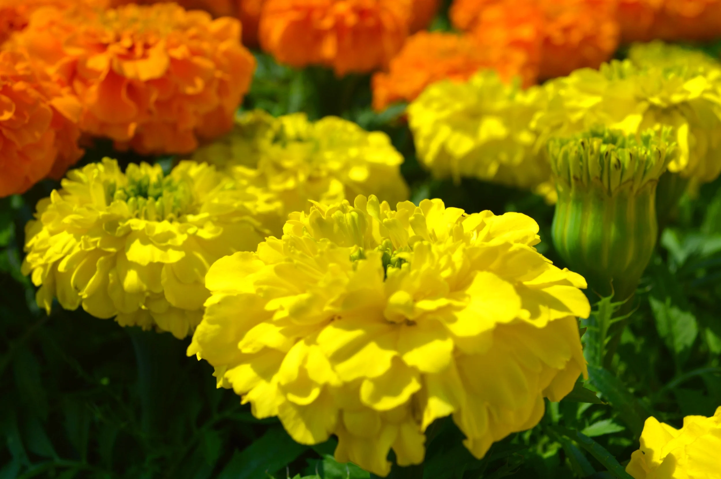 Marigolds