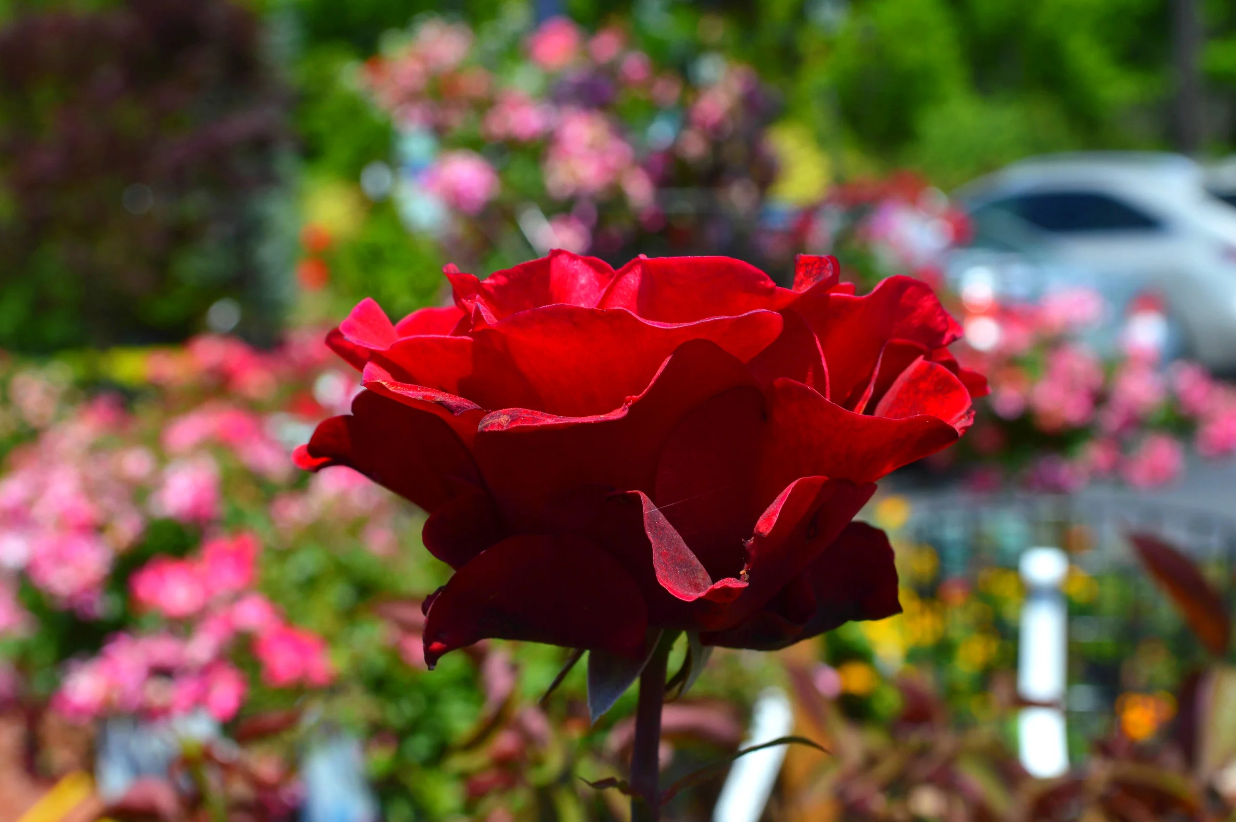 Roses