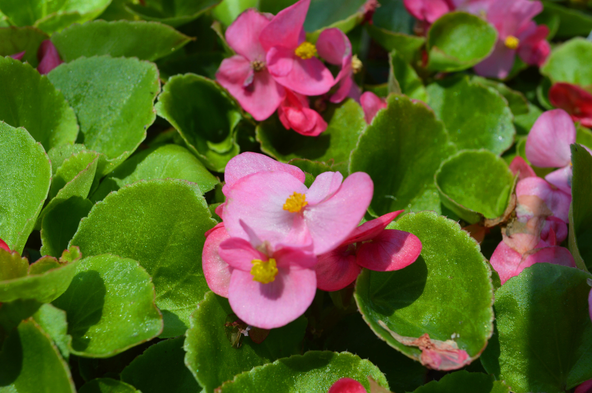 Wax Begonia