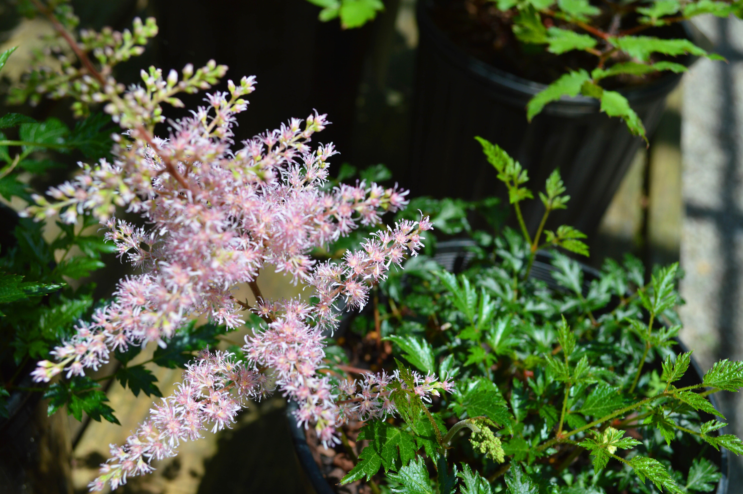 Astilbe