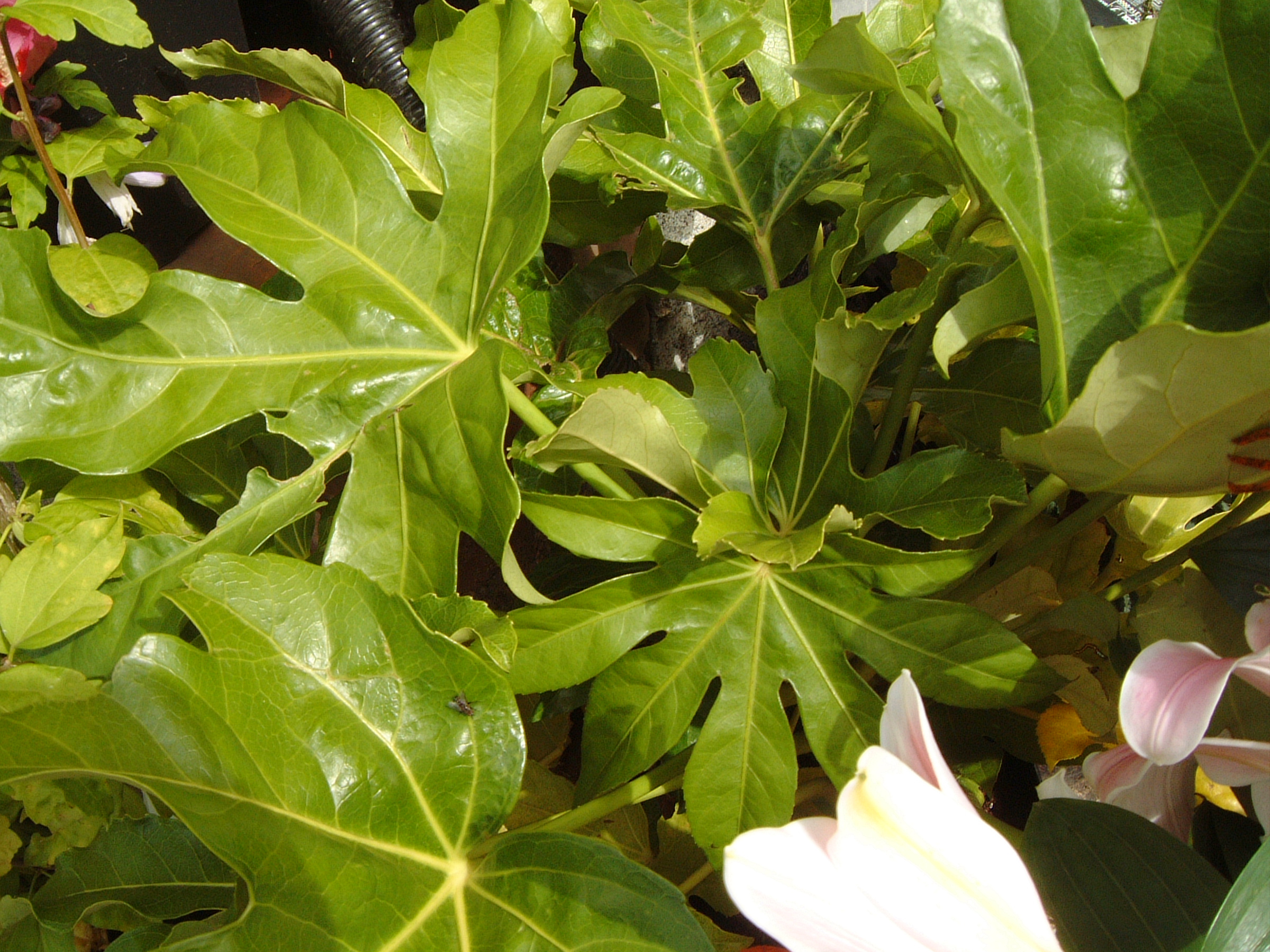 Fatsia
