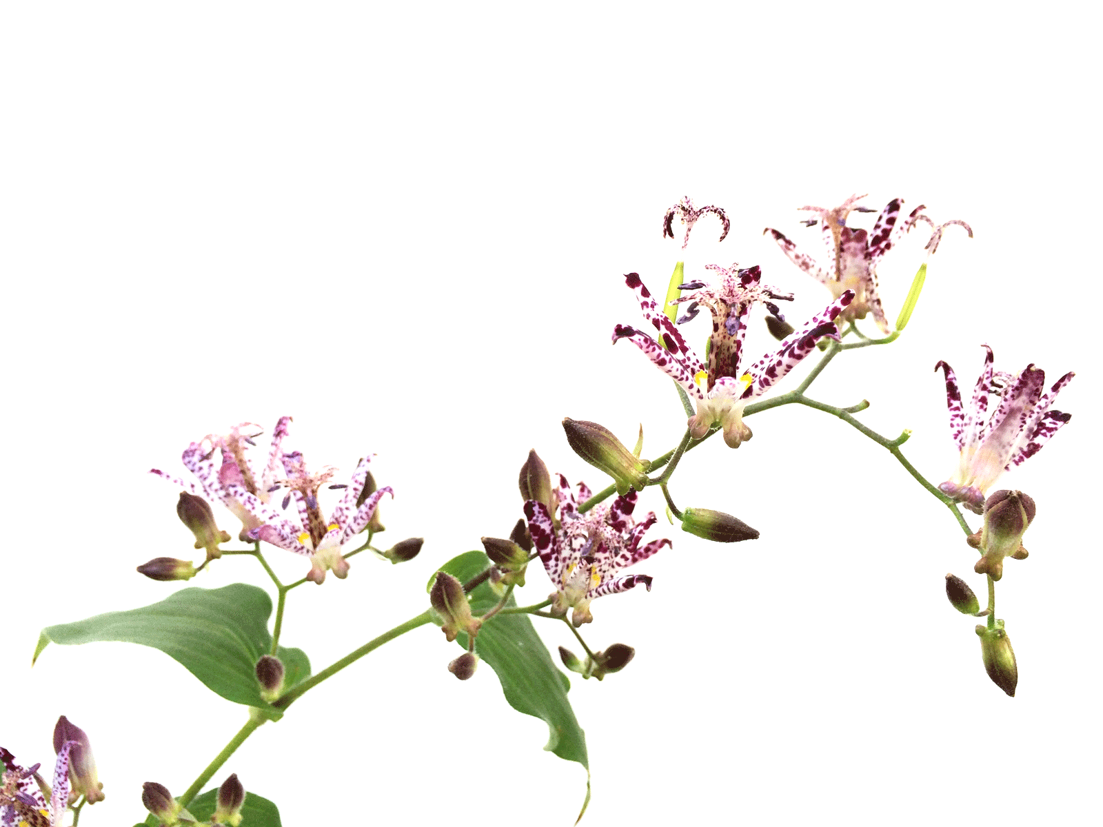 Toad Lily