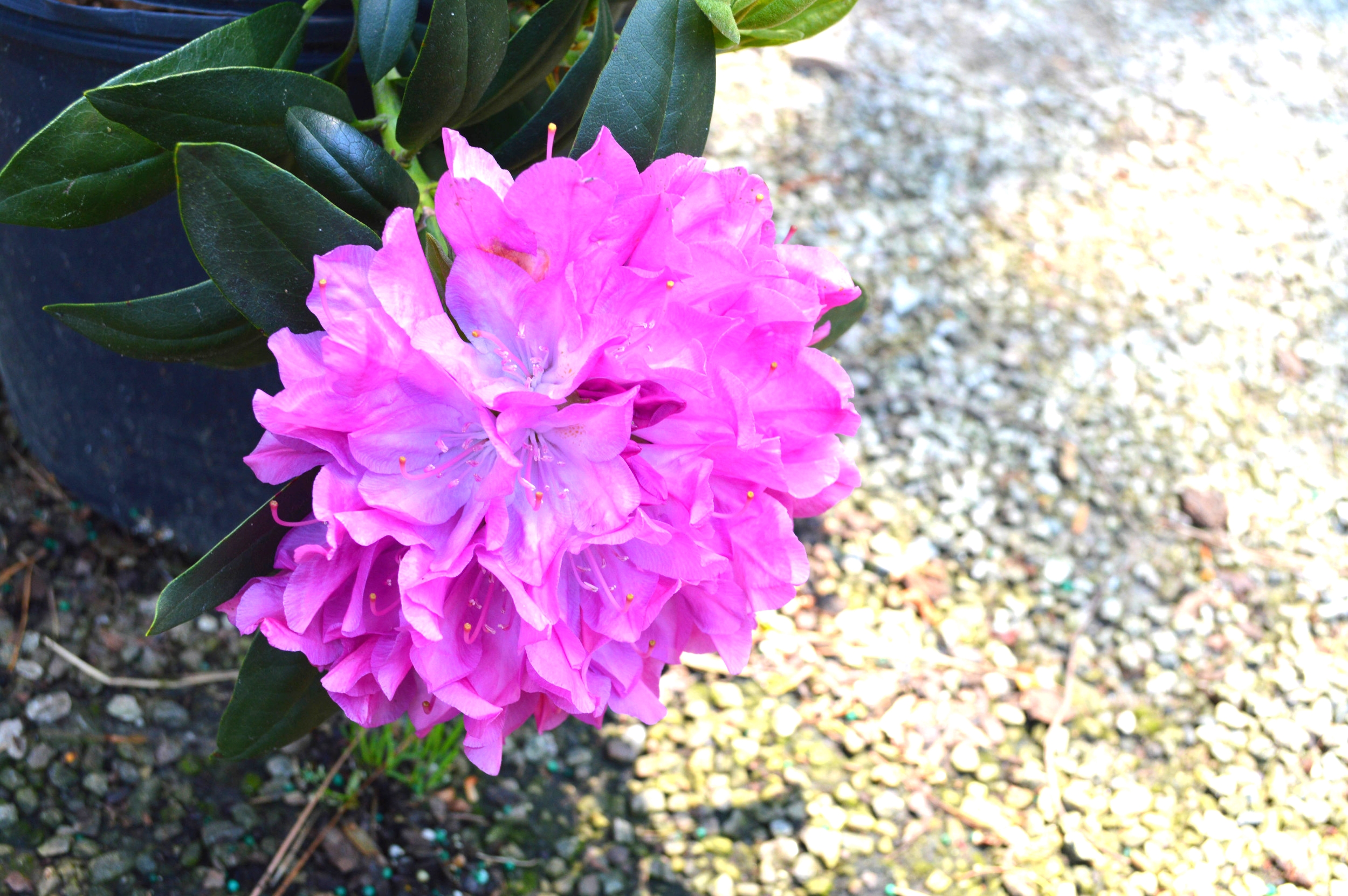 Rhododendron