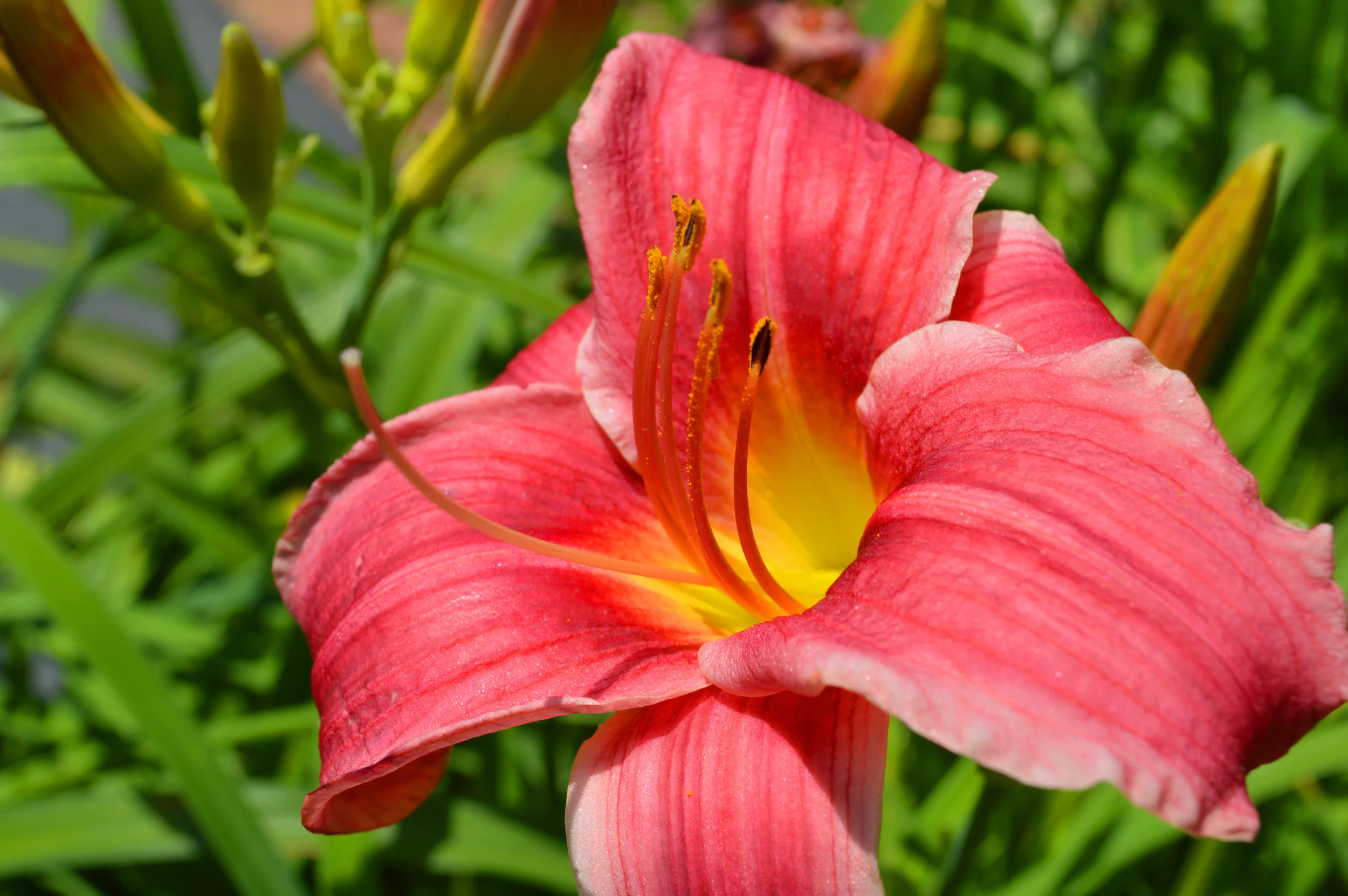 Fragrant Candy Daylily