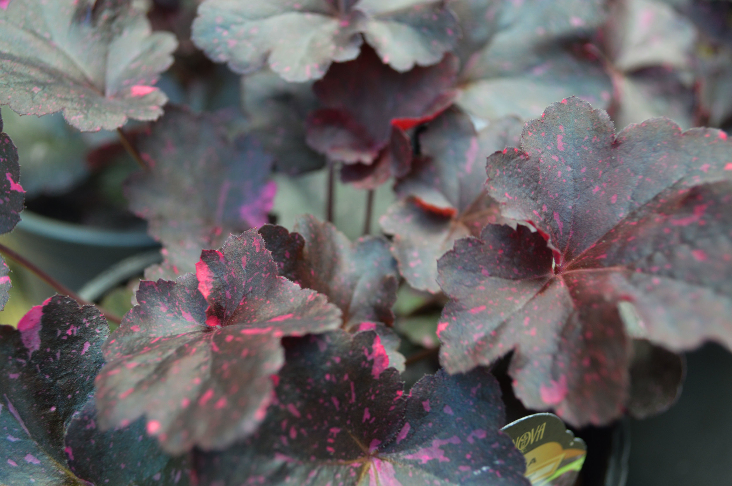 Midnight Rose Coral Bells