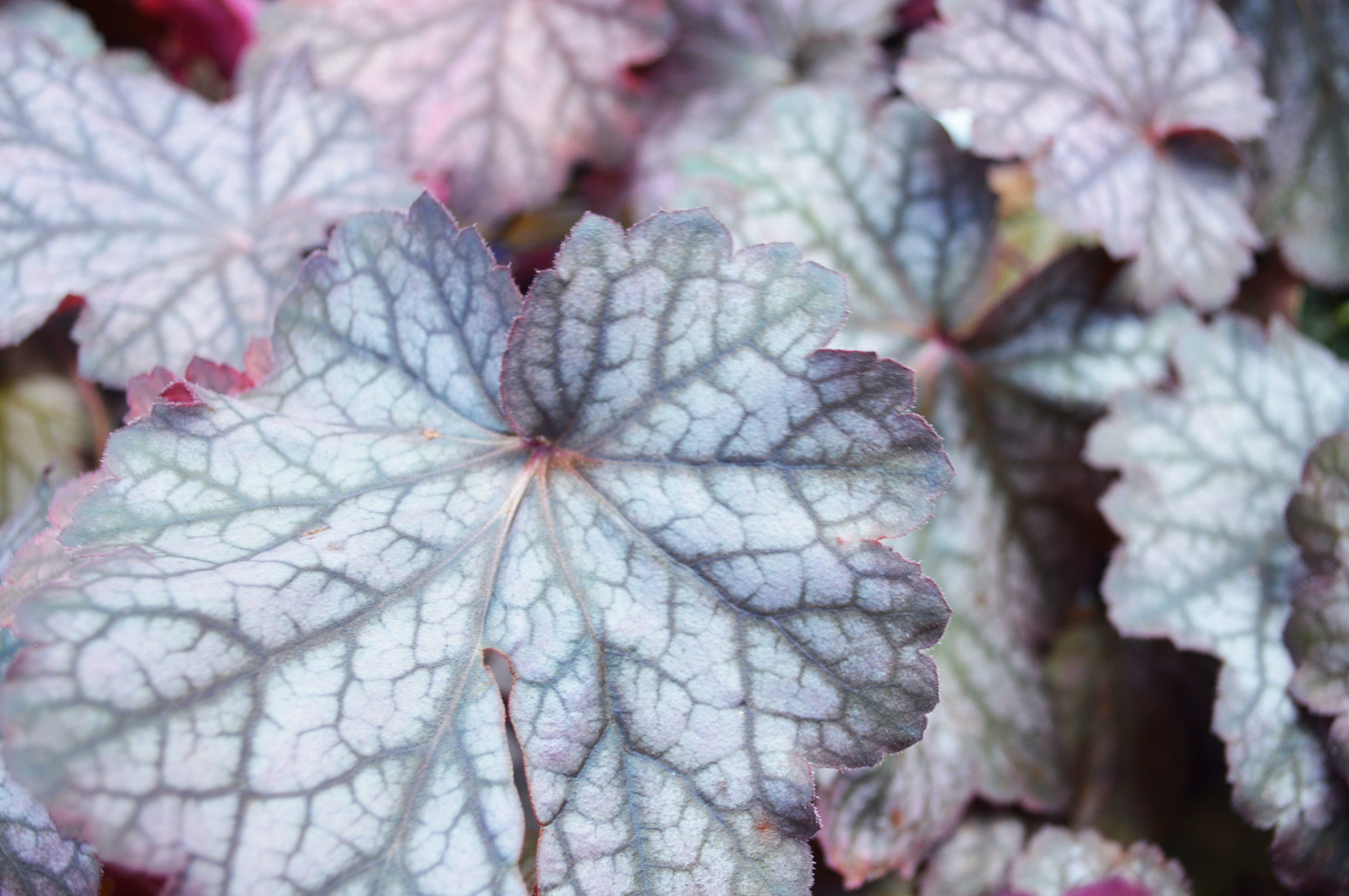 Midnight Bayou Coral Bells