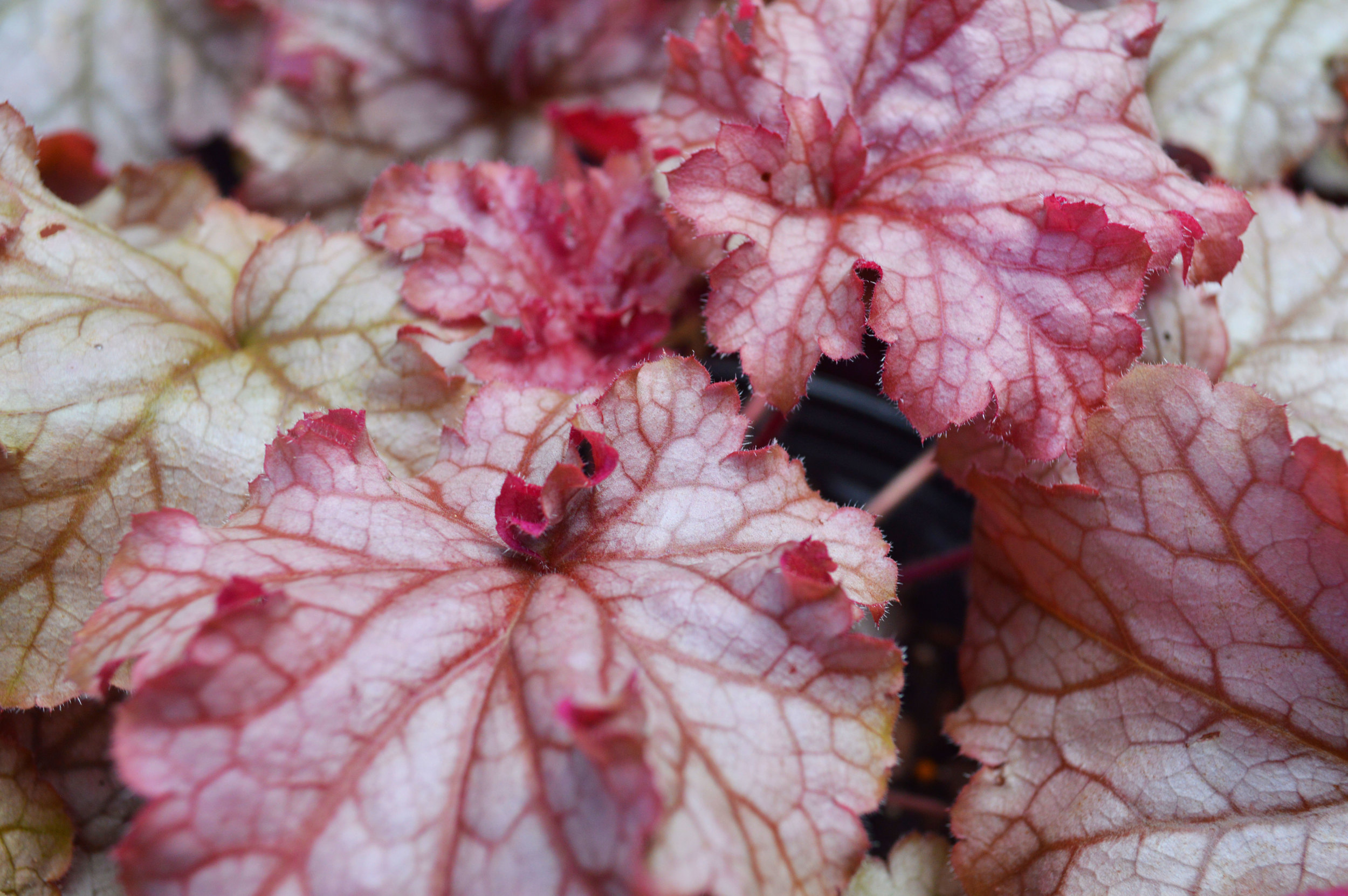 Peach Parfait Coral Bells