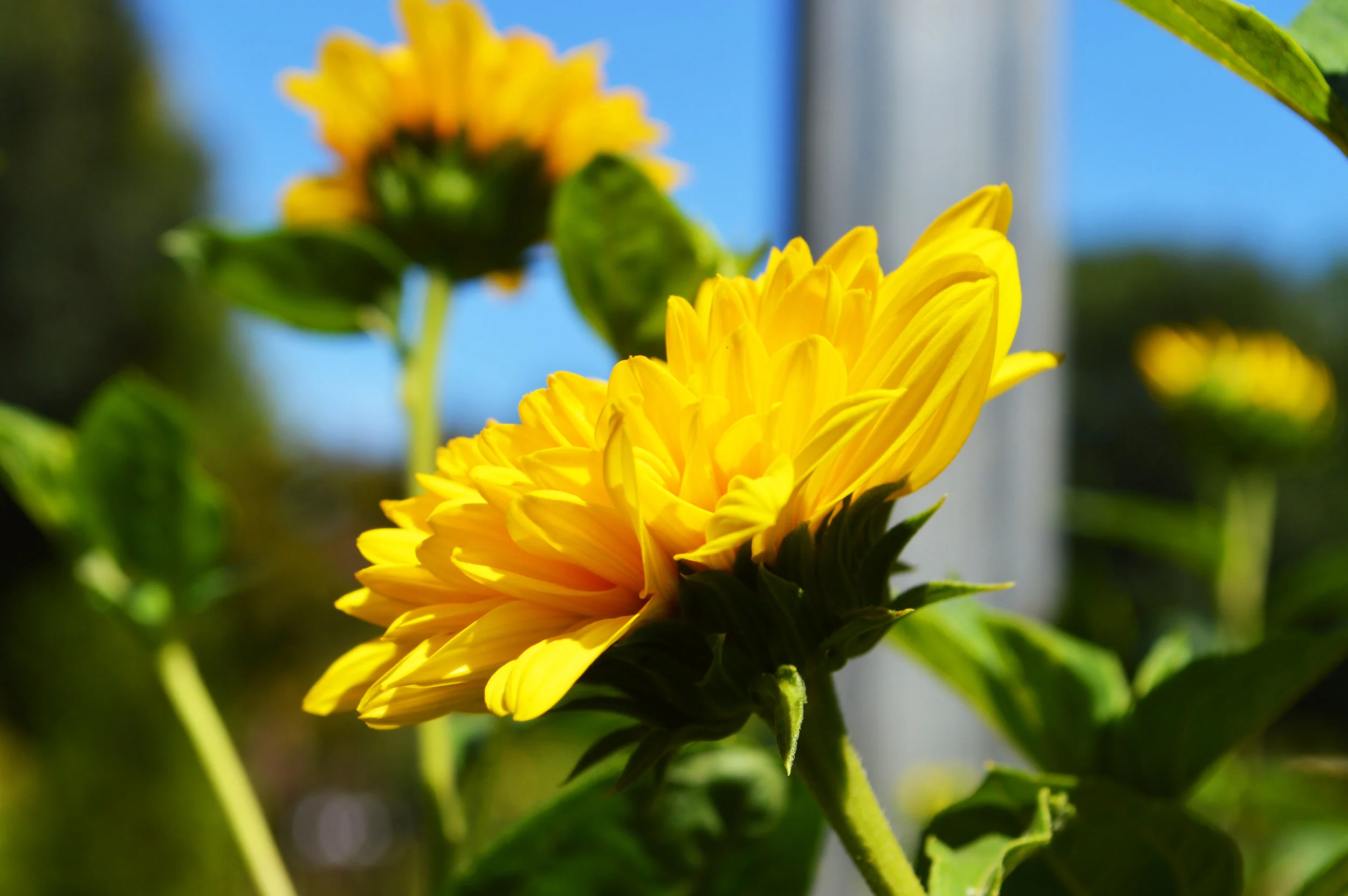 Swamp Sunflower