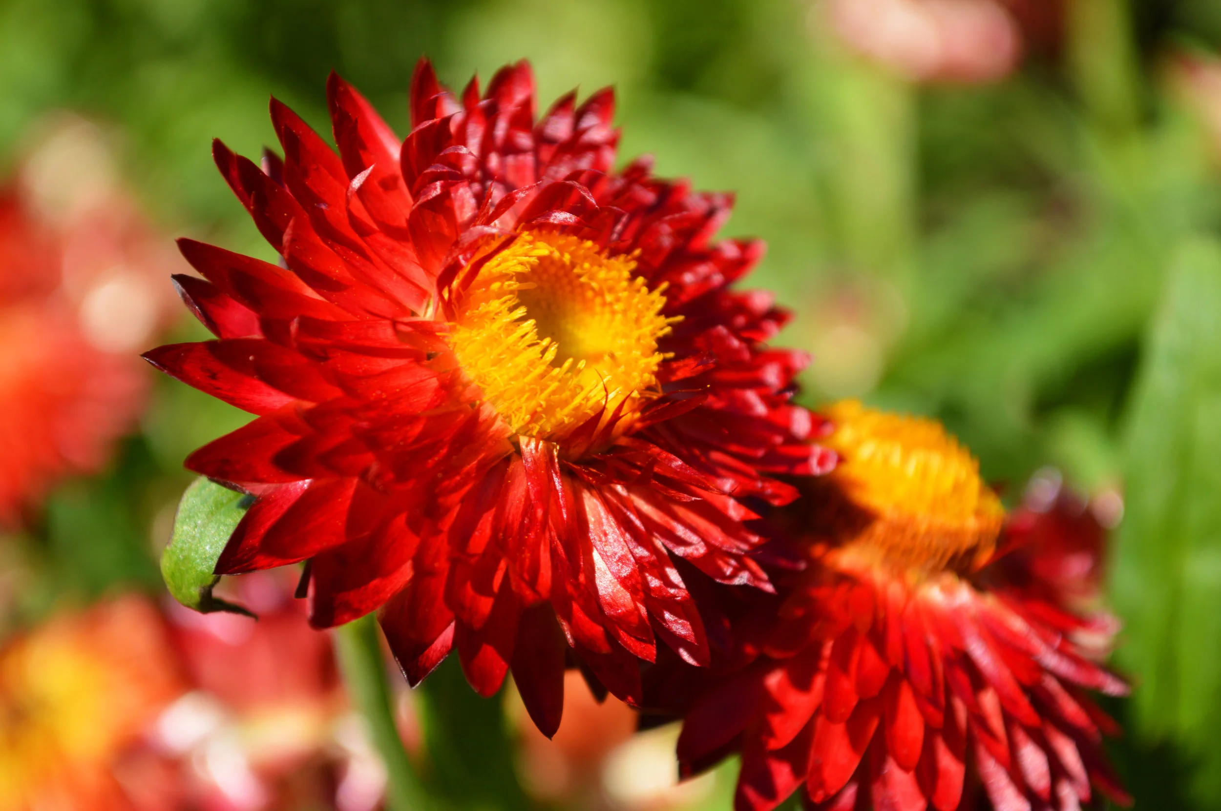 Strawflower