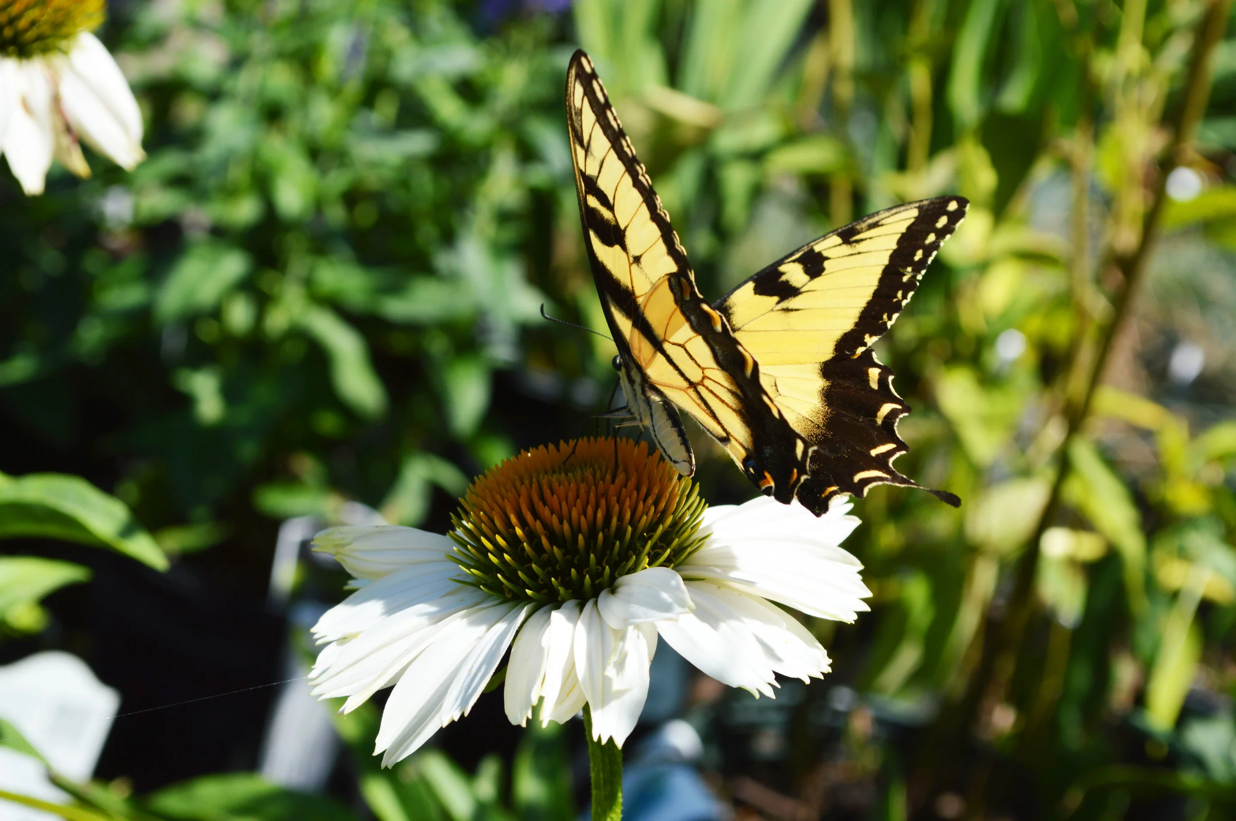 Echinacea (Cone Flower)