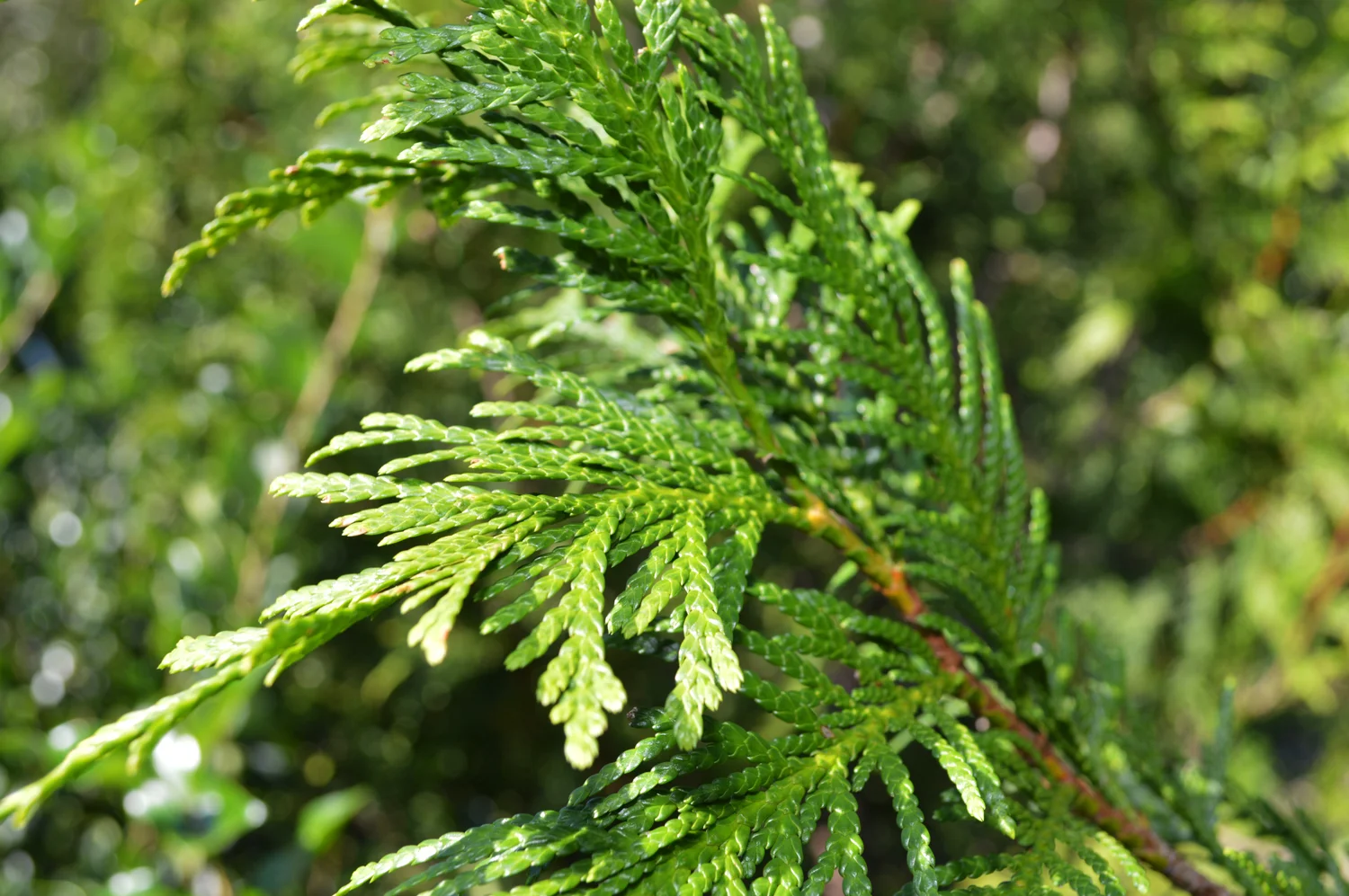 Green Giant Western Arborvitae