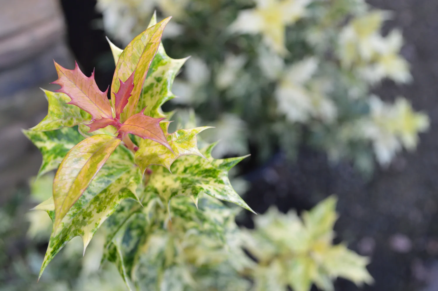 Goshiki Osmanthus