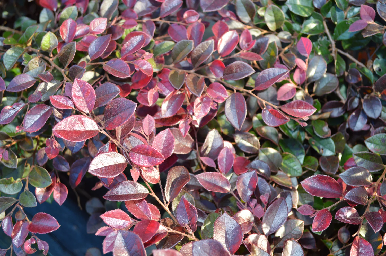 Crimson Fire - Loropetalum