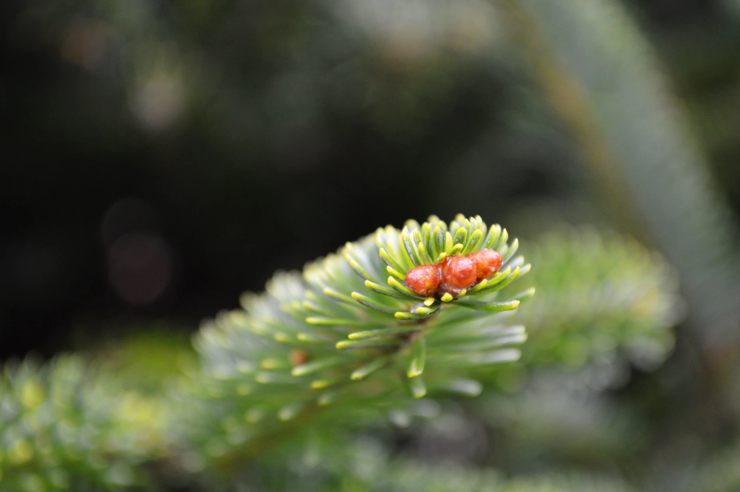 Live Christmas trees