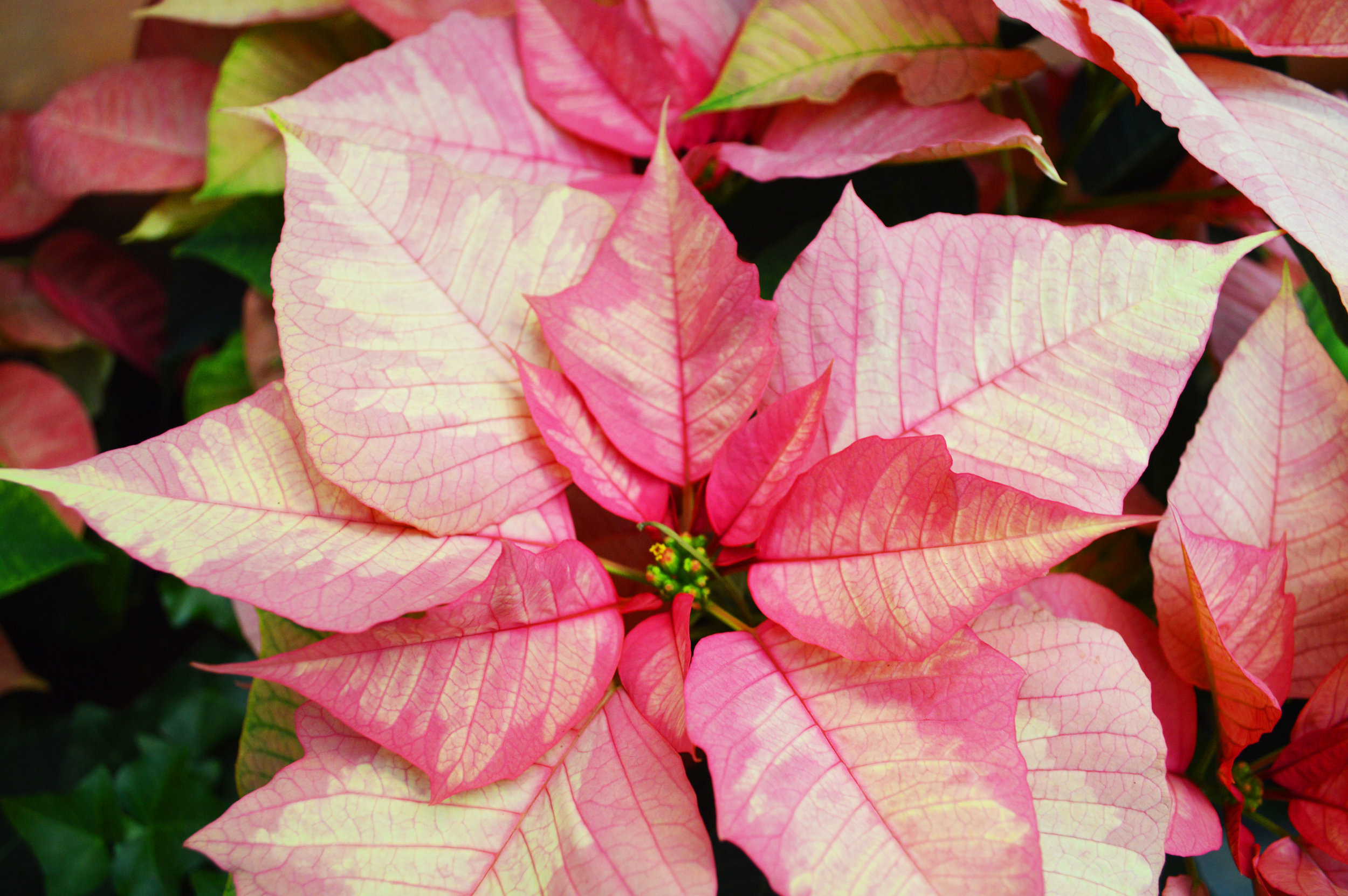 Poinsettias