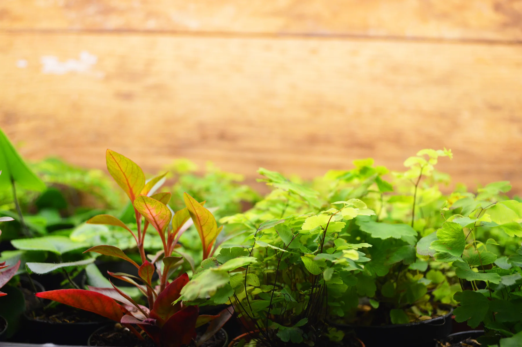 Miniature Plants