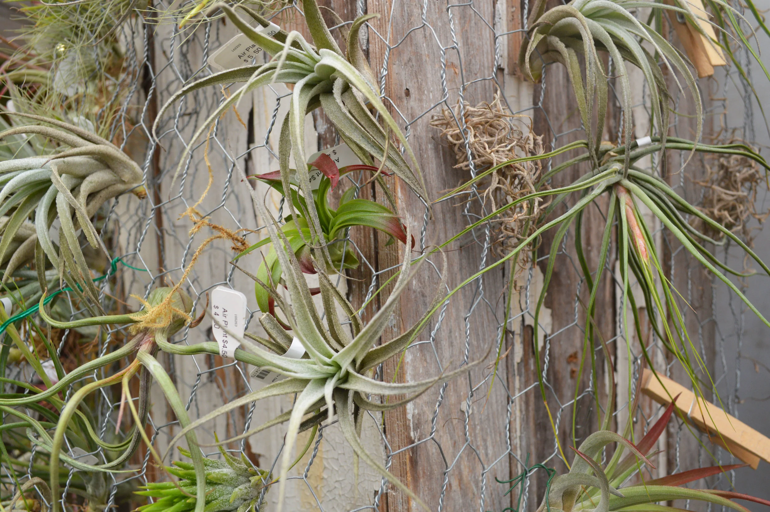 Air Plants