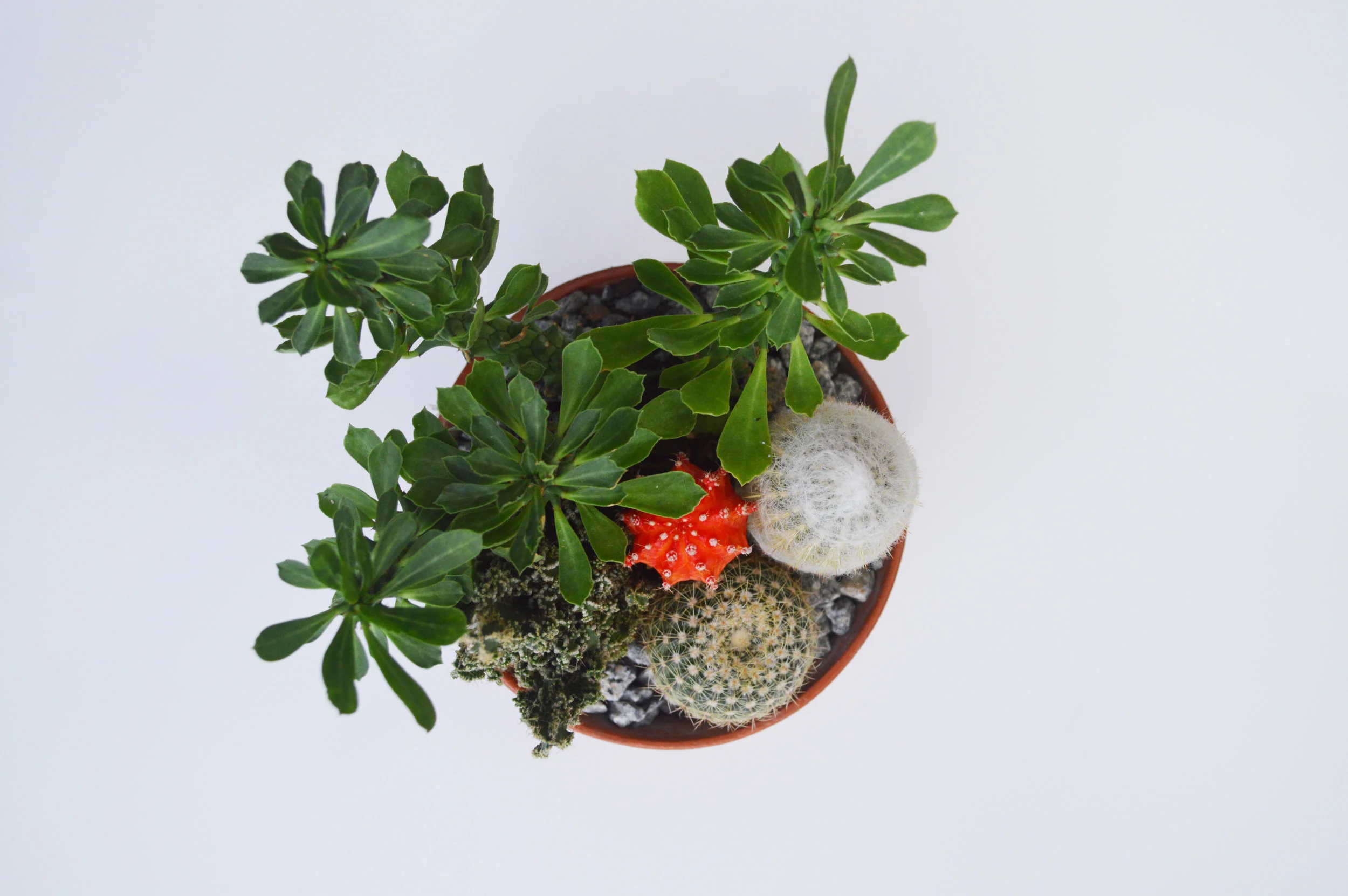 Cactus