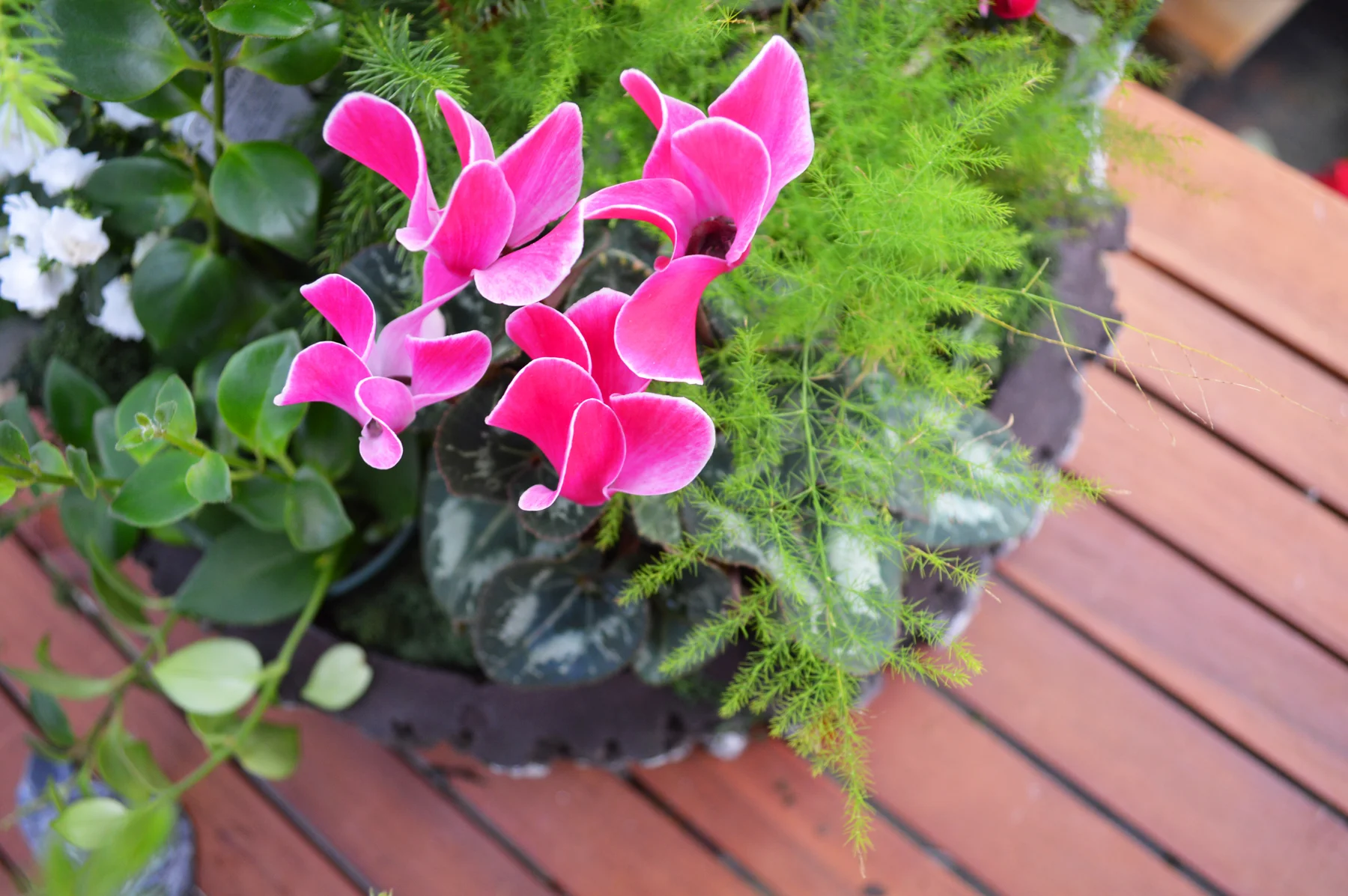 Container Gardens